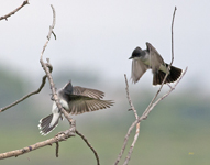 Eastern Kingbirds 8625